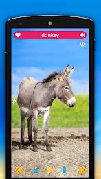 Animals and Birds Screenshot 0