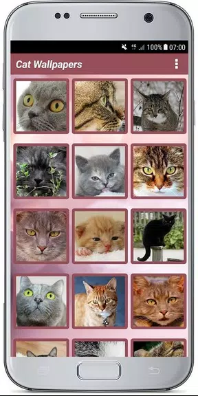CUTE CAT WALLPAPERS Captura de pantalla 2