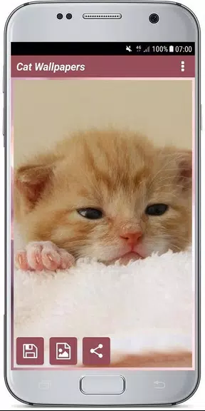 CUTE CAT WALLPAPERS Captura de pantalla 3