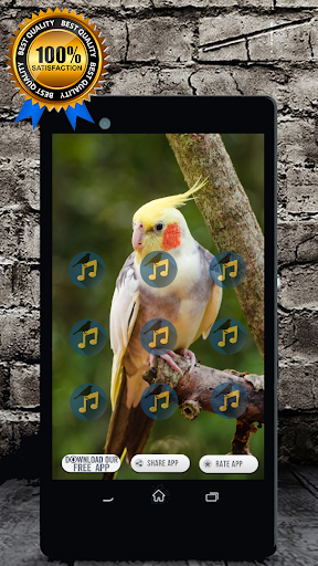 Cockatiel Singing : Cockatiel Sounds應用截圖第1張