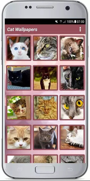 CUTE CAT WALLPAPERS Captura de pantalla 1